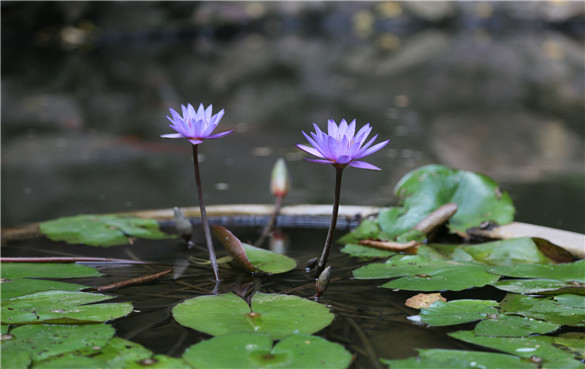 蓝莲花是什么花？蓝莲花的功效与作用