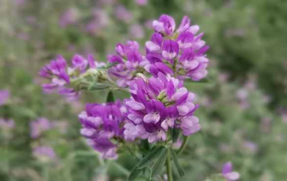 苜蓿芽的功效与作用-苜宿芽怎么吃？