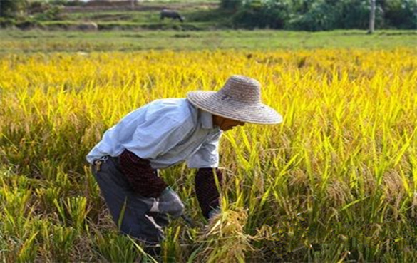 烹饪大师王云帮扶农村免费收徒