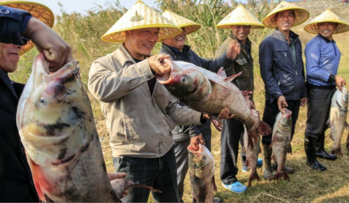 合肥举办第四届巢湖开湖节暨湖鲜美食节